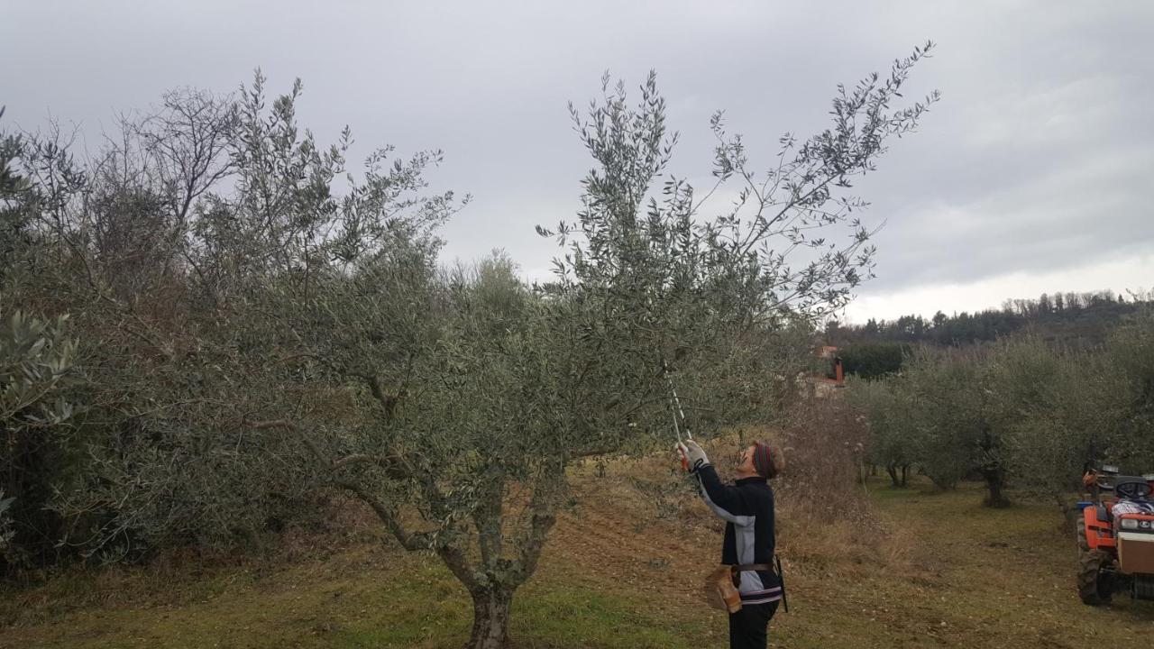 Apartma Istra Zora Secovlje Bagian luar foto